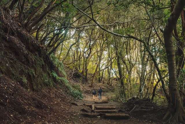 <p>Salva López</p> Hikers in Anaga Rural Park, known for its mystical atmosphere.