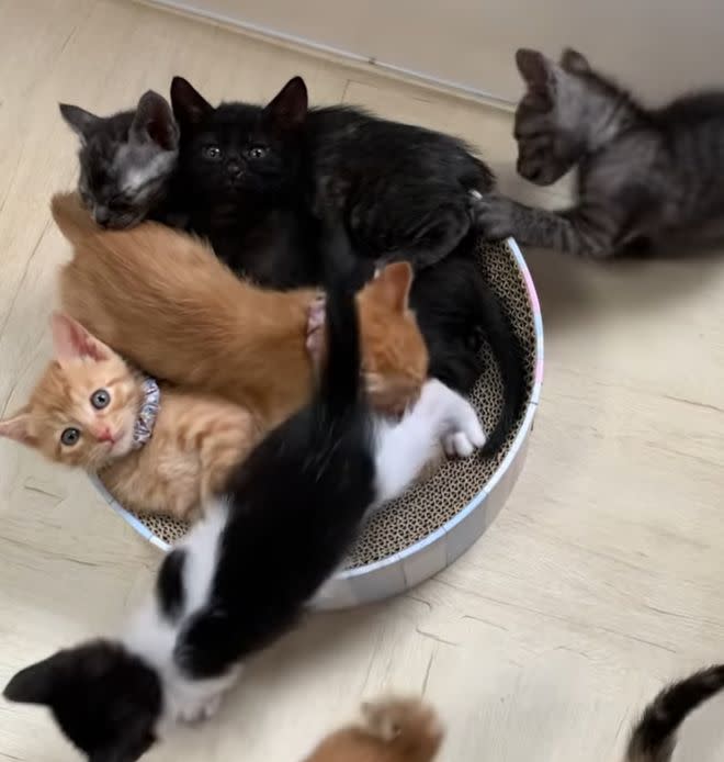 ▲一個貓抓盆塞了要四隻貓，其他兄妹還在旁邊蠢蠢欲動。（圖／Instagram： kuroshironekosan）