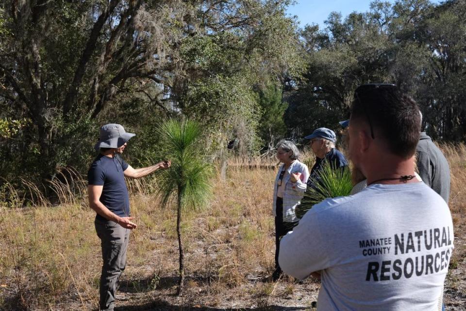 Naturalist Elliot Prout describes the growth cycle of longleaf pines during a tour of Duette Preserve sponsored by the Manatee Fish & Game Association on Feb. 10, 2024.