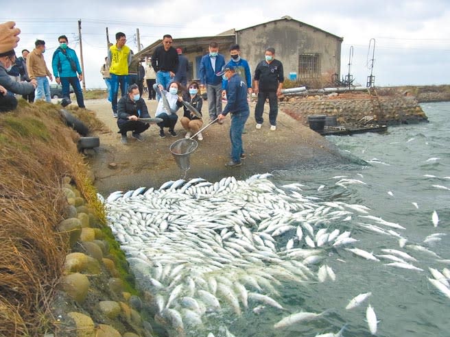 雲林縣虱目魚損失超過7成，農委會將啟動災害補助。（張朝欣攝）