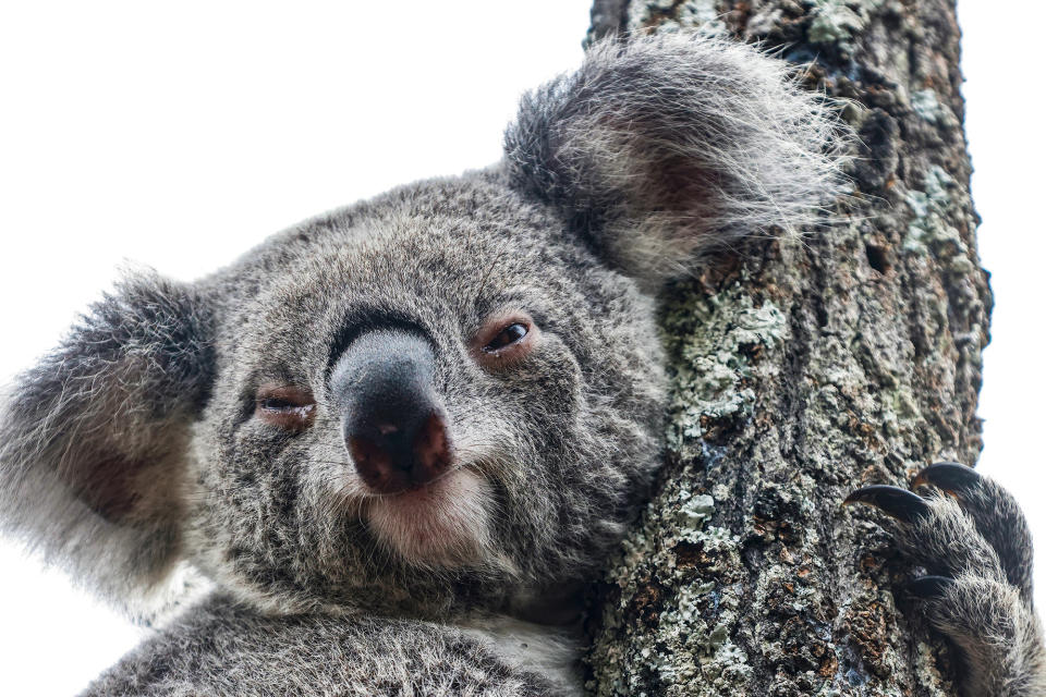 A koala is seen in Sydney, on April 6, 2023. 