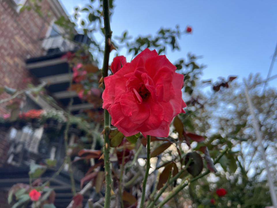 A photo of the same flower taken with the iPhone 13 Pro is far more balanced. (Image: Howley)