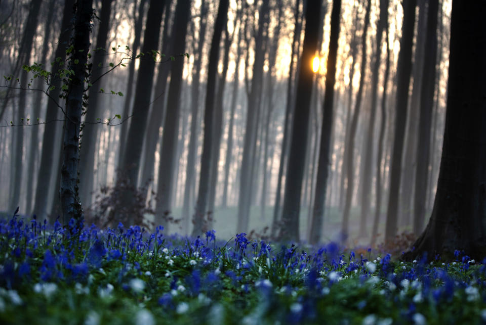 The sun rises between the trees as bluebells, also known as wild Hyacinth, bloom on the forest floor of the Hallerbos in Halle, Belgium, Tuesday, April 20, 2021. There is no stopping flowers when they bloom or blossoms when they burst in nature, but there are efforts by some local authorities to limit the viewing. Due to COVID-19 restrictions visits to the forest to see the flowers has been discouraged for a second year in a row. (AP Photo/Virginia Mayo)