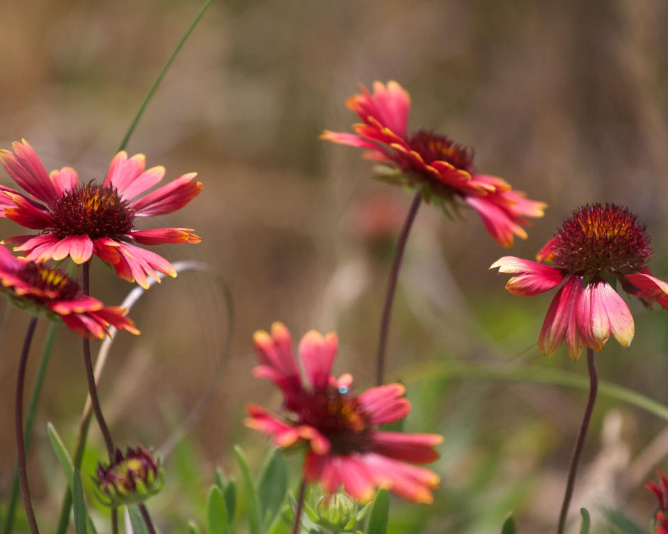 GAILLARDIA