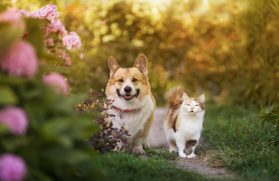 Bestimmte Pflanzen können für Hunde und Katzen giftig sein (Symbolbild: Getty Images)