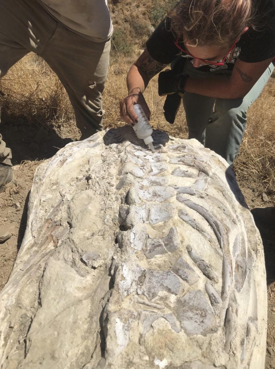 A 600-pound stone block encasing a 15-million-year-old fossil was found on a private road in Simi Valley following July's Ridgrecrest earthquakes. Experts believe the fossil may be a small whale. Shown is Occidental College's Win McLaughlin.