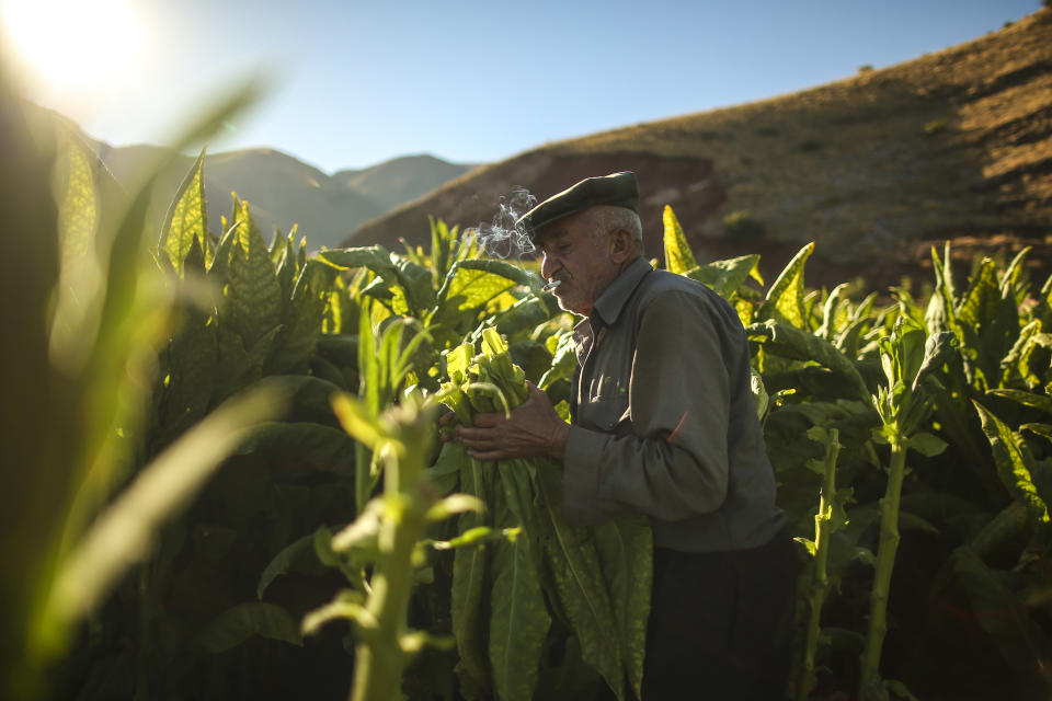 Zekariya Cektir, 75, collects tobacco leaves in a field near Kurudere village, Adiyaman province, southeast Turkey, Wednesday, Sept. 28, 2022. Official data released Monday Oct. 3, 2022 shows consumer prices rise 83.45% from a year earlier, further hitting households already facing high energy, food and housing costs. Experts say the real rate of inflation is much higher than official statistics, at an eye-watering 186%. (AP Photo/Emrah Gurel)