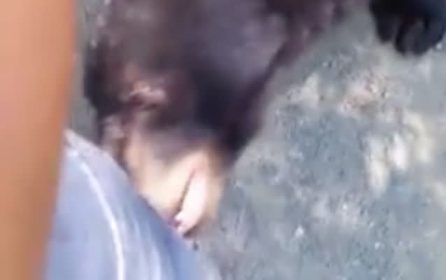 One of the bears opened it's mouth as if to bite the hiker. Source: Stephanie Rivkin.