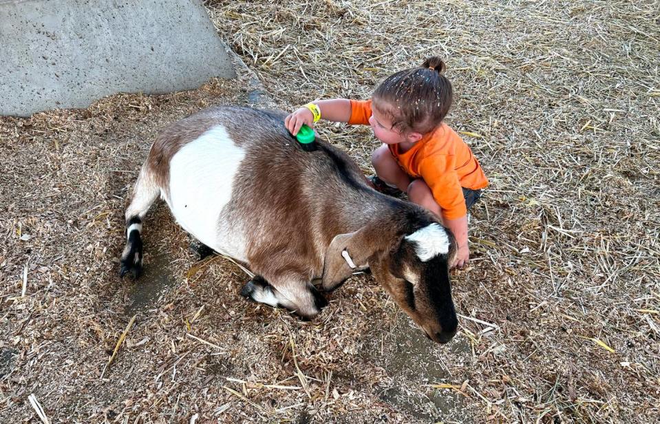 Josie brushing a goat in the petting zoo at Dutch Hollow Farms.