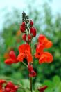 <p>This beautiful heirloom vine has gorgeous red blooms that attract hummingbirds. Even better, the beans are edible. You can eat them fresh (when small) or let them stay on the vine and get big, then harvest for drying at the end of the season. It's a fast-grower so give it plenty of room to grow. It needs full sun.</p><p><a class="link " href="https://www.johnnyseeds.com/flowers/scarlet-runner-bean/scarlet-runner-bean-flower-seed-1000.11.html?gclid=CjwKCAjwv_iEBhASEiwARoemvE990QtALFx7zk3TIez35T9WUKMoCQhDBQC5ukKs4RUuMfpat-iV0xoC7ZQQAvD_BwE" rel="nofollow noopener" target="_blank" data-ylk="slk:SHOP SCARLET RUNNER BEAN SEEDS;elm:context_link;itc:0;sec:content-canvas">SHOP SCARLET RUNNER BEAN SEEDS</a></p>