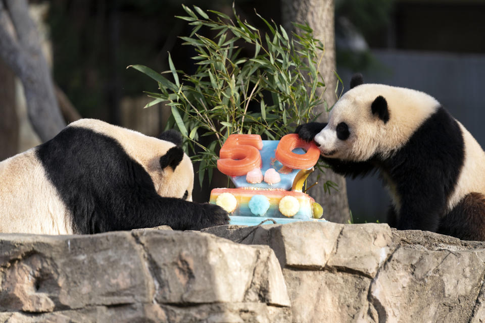 Giant pandas Mei Xiang, left and her cub Xiao Qi Ji eat a fruitsicle cake in celebration of the Smithsonian's National Zoo and Conservation Biology Institute, 50 years of achievement in the care, conservation, breeding and study of giant pandas at the Smithsonian's National Zoo in Washington, Saturday, April 16, 2022. (AP Photo/Jose Luis Magana)