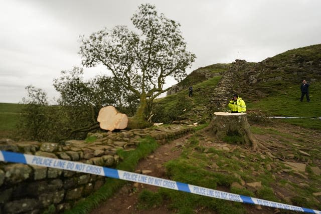 Sycamore Gap tree felled