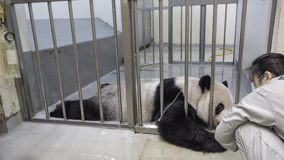 陸專家將來台探望團團。（圖／台北市立動物園提供）