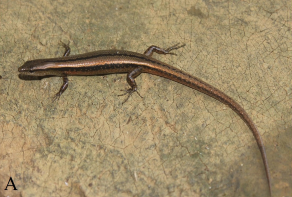 A Scincella ouboteri, or Ouboter’s smooth skink.
