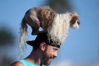 <p>A man carries a dog on his head during the Surf City Surf Dog competition in Huntington Beach, California, U.S., September 25, 2016. REUTERS/Lucy Nicholson</p>