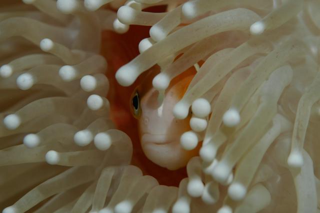fish peers out from anemone