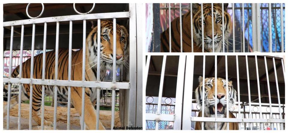 Simba, Max and Kimba were rescued from Circo Hermanos Ponce in July 2018. Clockwise from left: Simba, Max and Kimba.