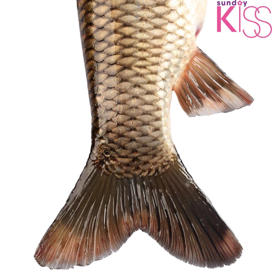 The tail of the fish carp isolated on white background