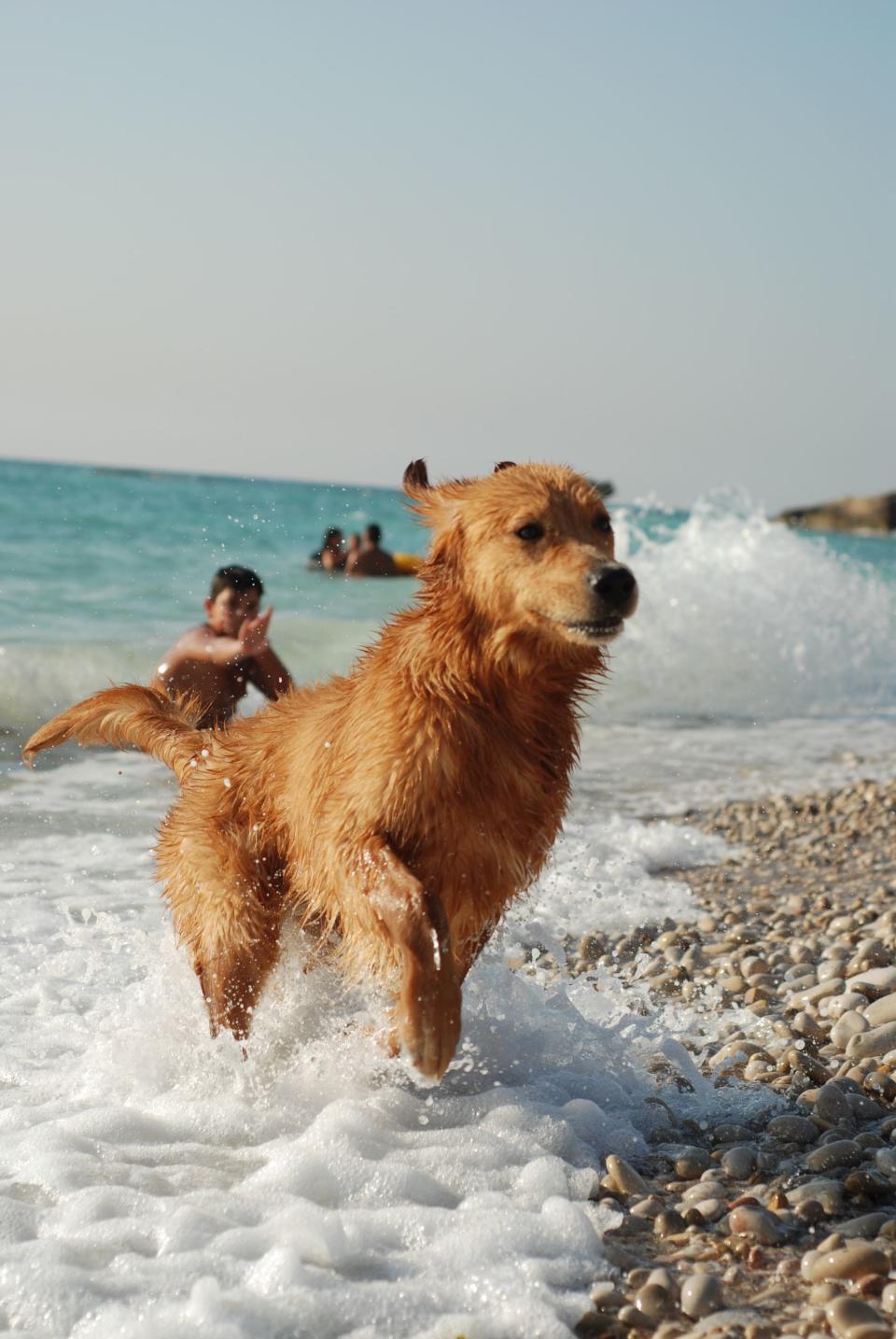 30 Common Dangers to Your Pets in the Summer