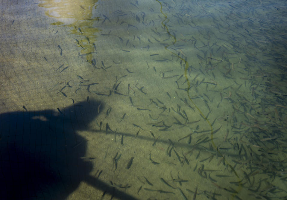 Jonny Bearcub Stiffarm, a member of the climate advisory board for the Fort Peck Assiniboine and Sioux Tribes in Montana, views salmon at the Lower Elwha Klallam Tribe's fish hatchery during the 2023 Tribal Climate Camp Wednesday, Aug. 16, 2023, near Port Angeles, Wash. Delegations from nearly two dozen tribes participated in the camp to connect and share knowledge as they work to adapt to climate change that disproportionally affects Indigenous communities. (AP Photo/Lindsey Wasson)