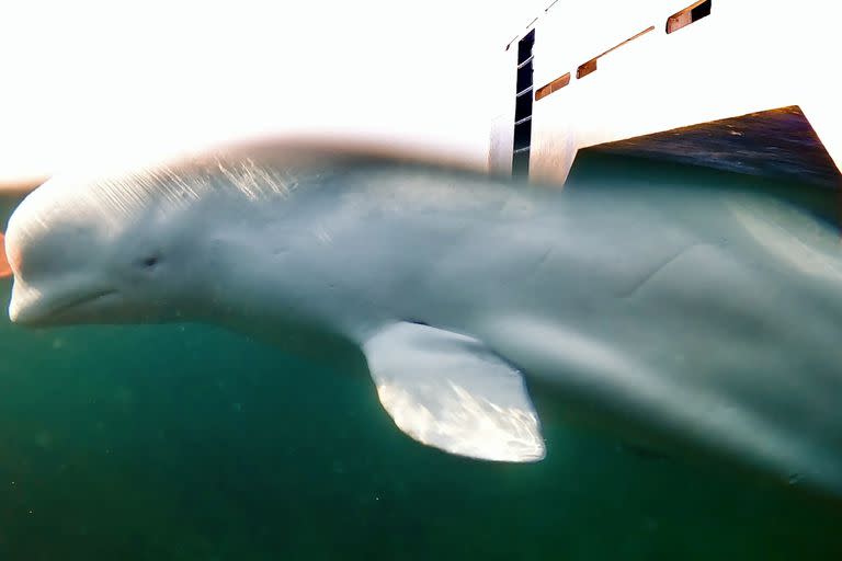 Una foto proporcionada por OneWhale muestra a Hvaldimir, una ballena beluga, en las aguas de Noruega en abril de 2023. Recientemente se la ha visto en las aguas de Suecia, lo que lleva a los científicos a preguntarse por qué se está moviendo hacia el sur