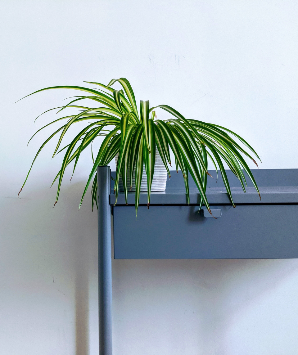 Low-Light Plant, Spider Plant