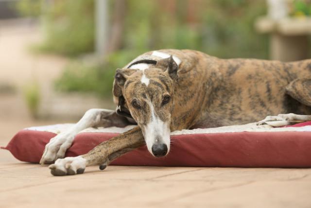 12 Dog Breeds With Long Noses: Dachshund, Greyhounds, and More