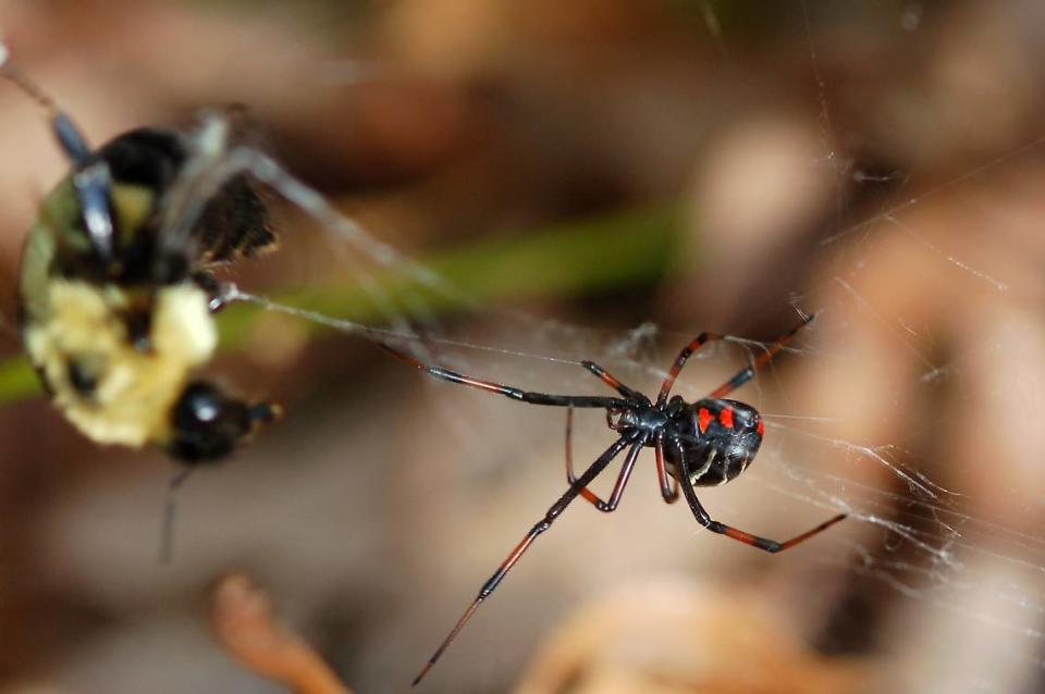 John Stephens of Apex, North Carolina sent in this photo: “My daughter Katherine found this black widow in our backyard. A large bee was caught in the web and was trying to escape.”