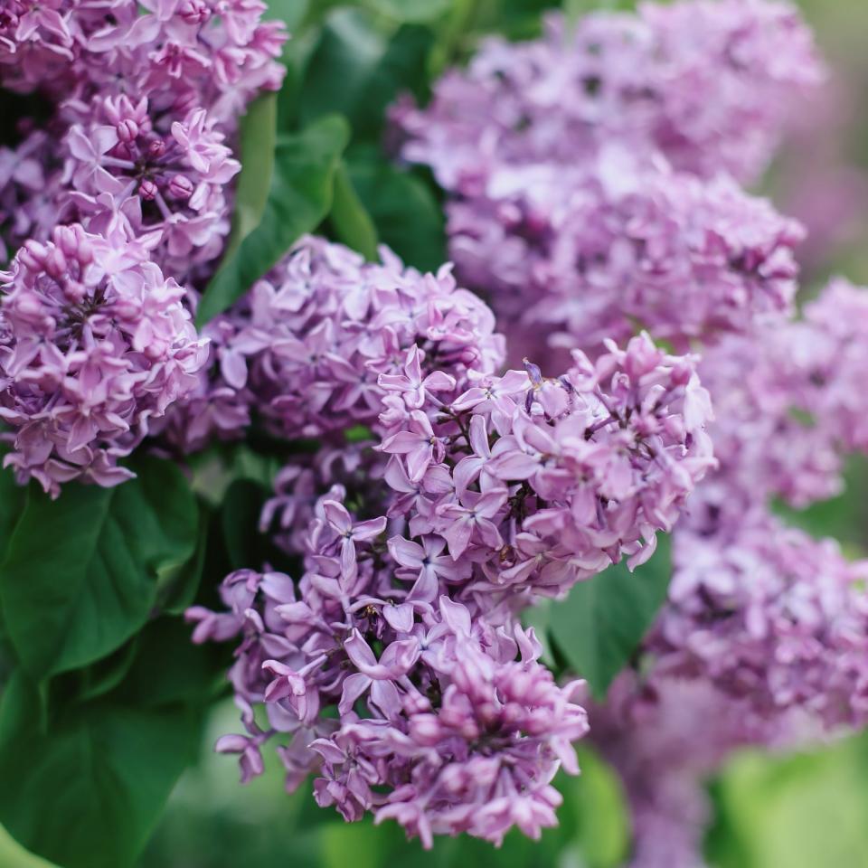 Syringa vulgaris