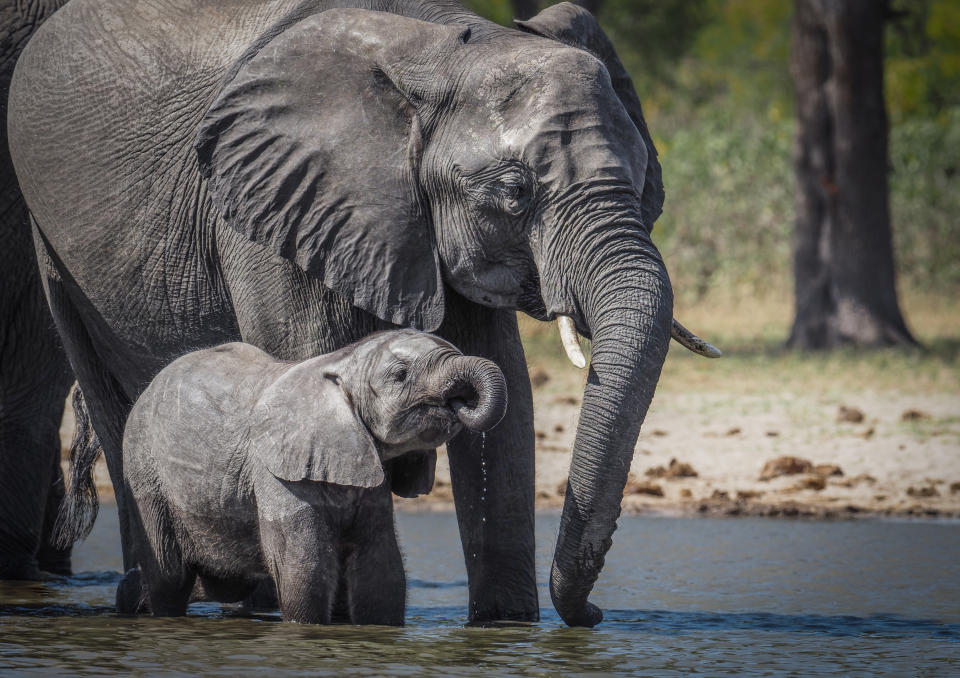 Wild elephant mother and baby drinking, in Africa