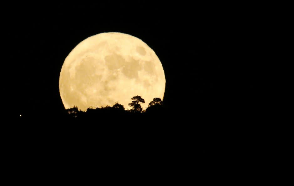 The supermoon rises behind trees in Tbilisi, Georgia November 14, 2016. -