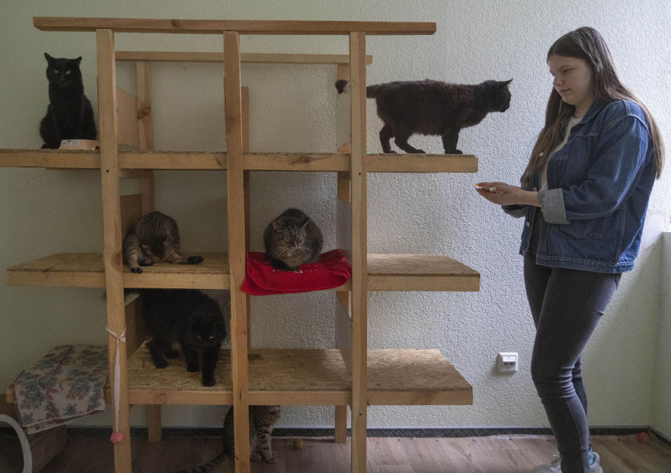 A volunteer plays with cats in a pet shelter in Kyiv, Ukraine, Tuesday, July 19, 2022. Shellshocked family pets started roaming around Ukraine's capital with nowhere to go in the opening stages of Russia's war. Volunteers opened a shelter to take them in and try to find them new homes or at least some human companionship. (AP Photo/Efrem Lukatsky)