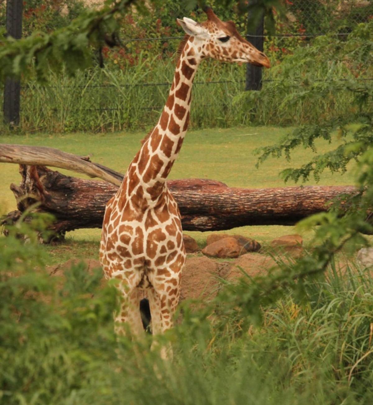 Dallas Zoo Mourns Third Giraffe Death In A Month After Losing 14 Year   3df6696c4c3d5a562af025b7d6923d02