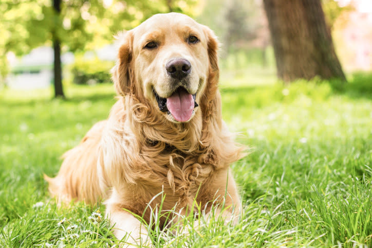 Golden retriever looking happy on the grass
