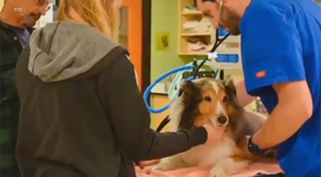 Vets told Ollie's owners his paralysis could have been caused by a number of things including cancer or a bone fracture. Picture: Fox 12 Oregon