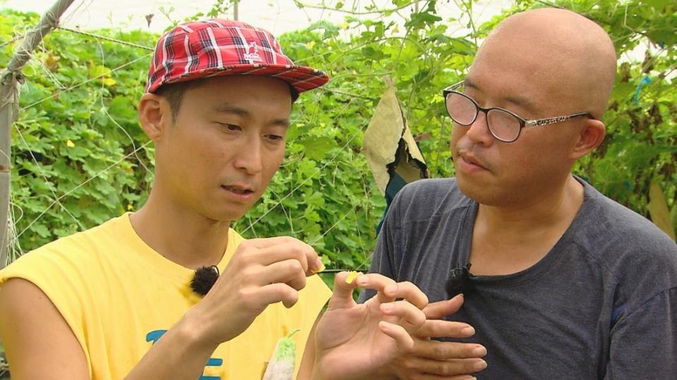 浩子經職人指導替苦瓜交配。（圖／民視提供）