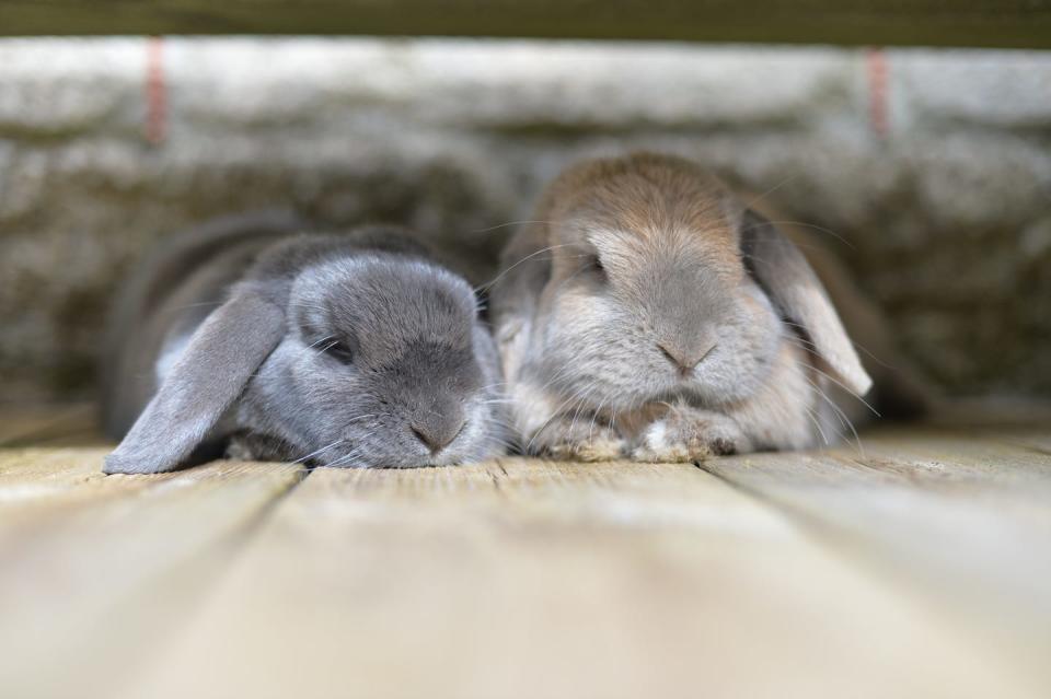 two mini lop eared rabbits, one gray, one tan, lying down together outside on wooden deck