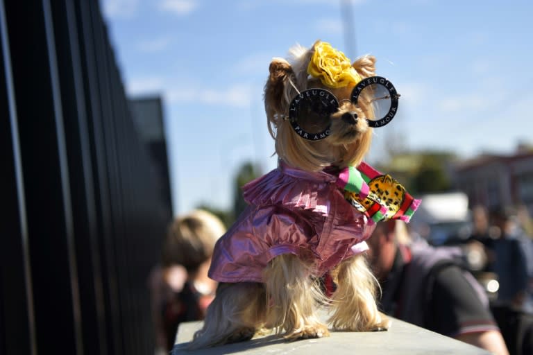 Even the visiting dog had an 80s day out