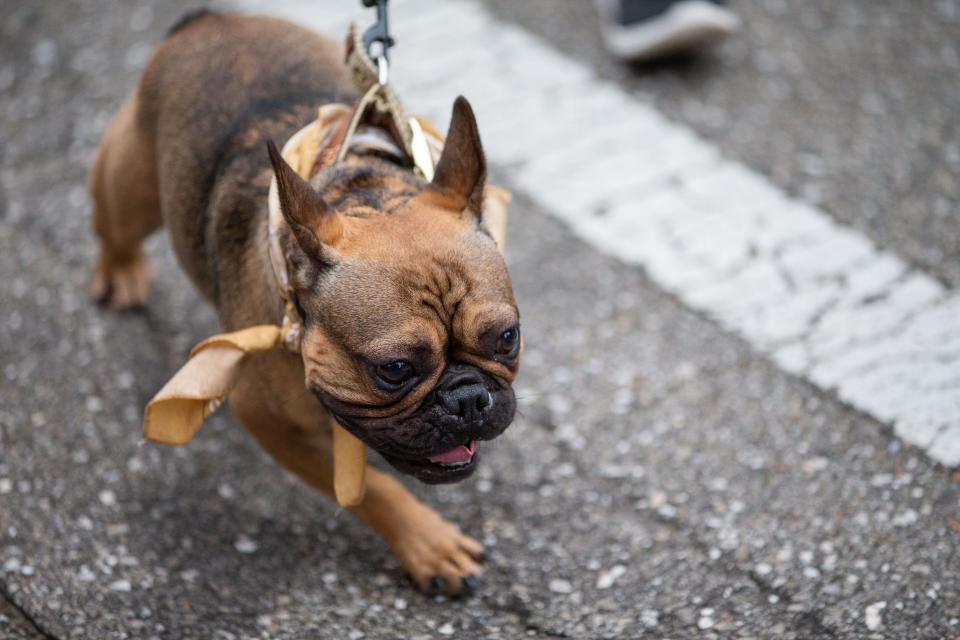 Families, friends and dogs trotted their way to the finish line during the Tallahassee Turkey Trot on Thanksgiving morning Thursday, Nov. 24, 2022.