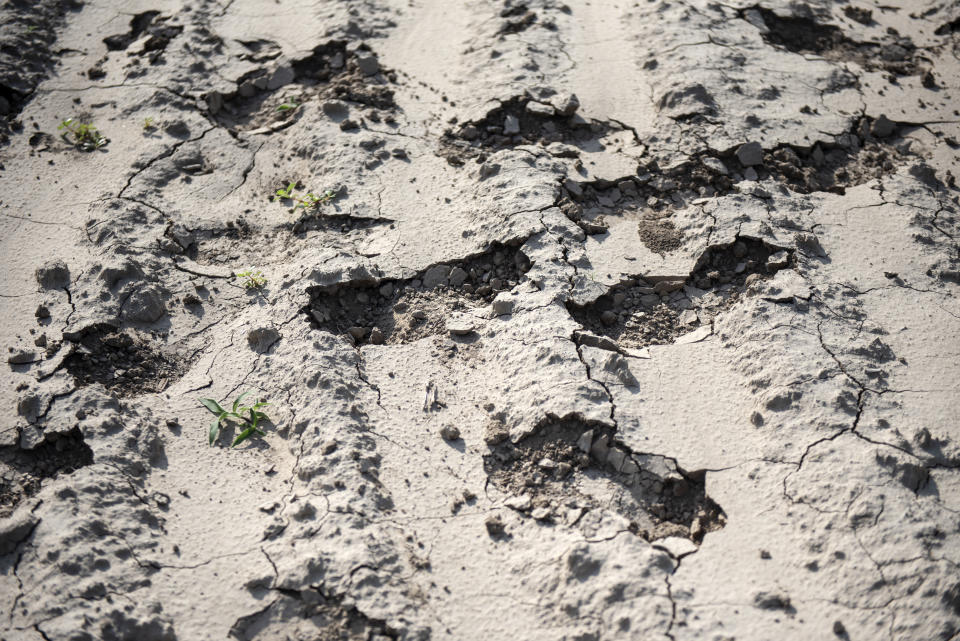 Footprints that have broken dry dirt in a field near McAllen, Texas