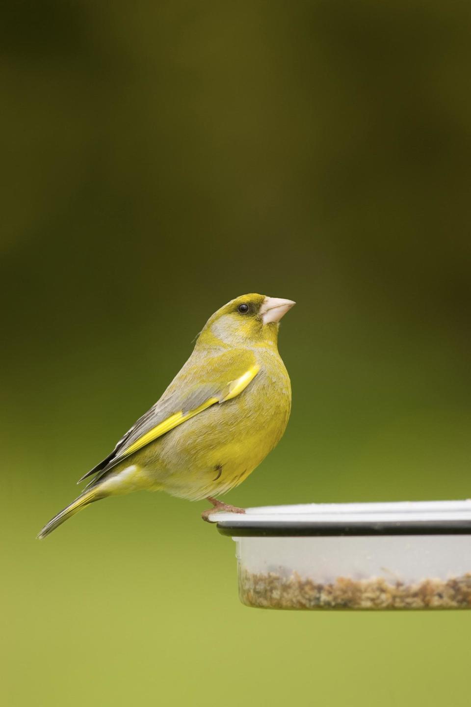 birds-greenfinch-28032013.jpg