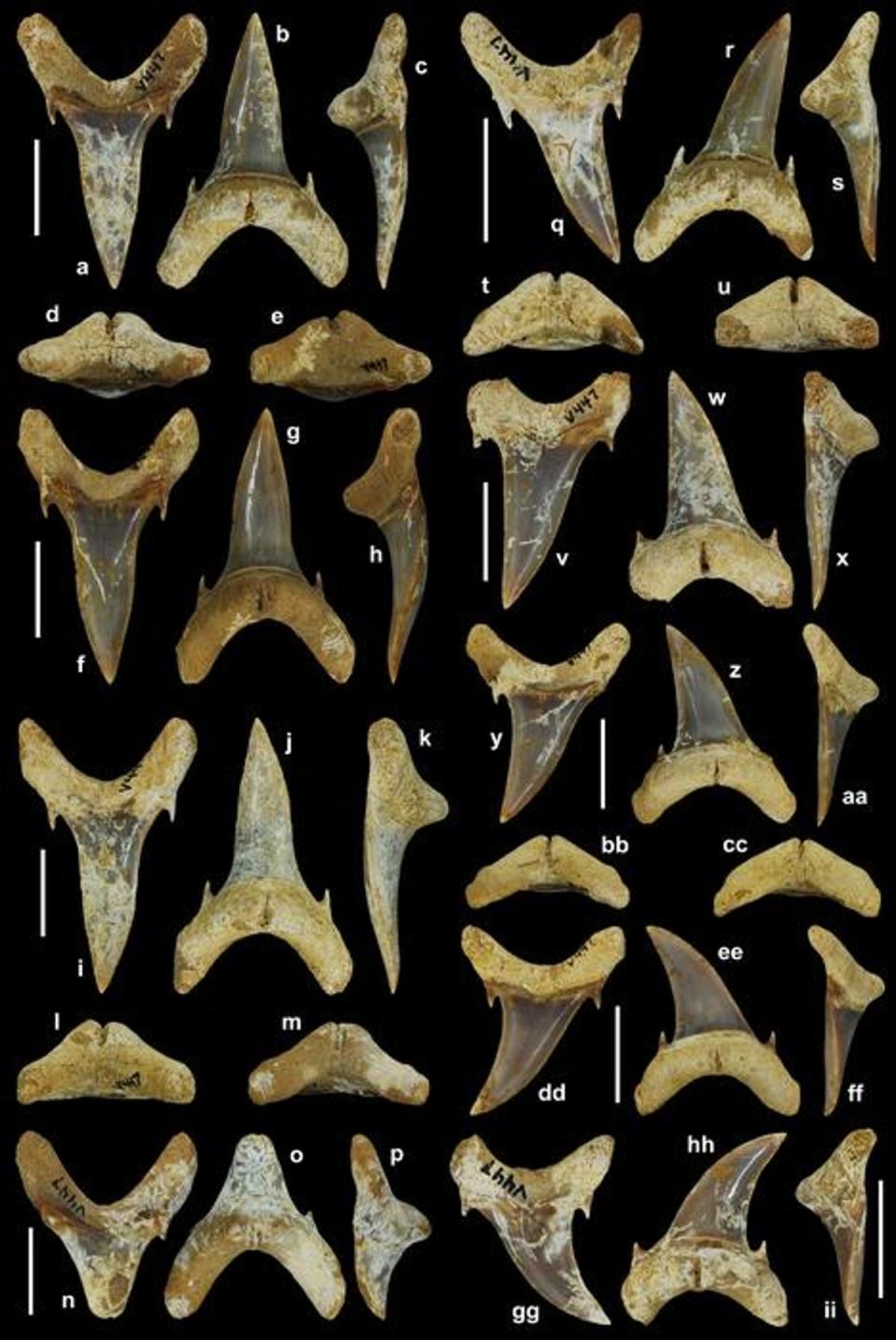 Palaeohypotodus bizzocoi teeth (Ebersole et al.)