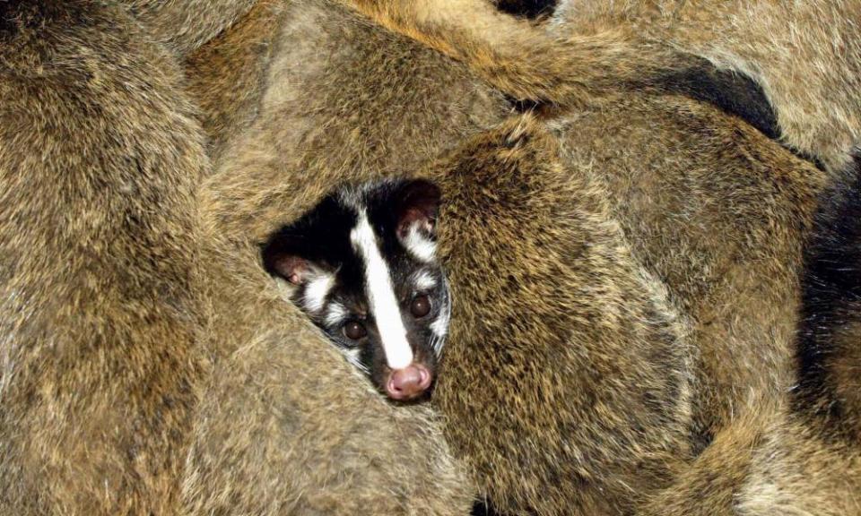 A civet cat on a wildlife farm