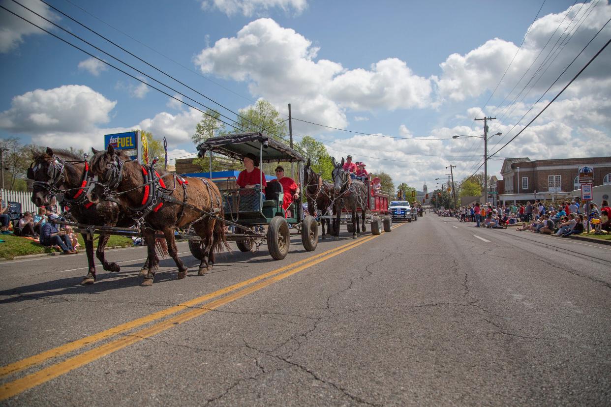 The Mule Day parade makes its way down West 7th Street for the Mule Day Parade on  on Saturday, April 6, 2019.