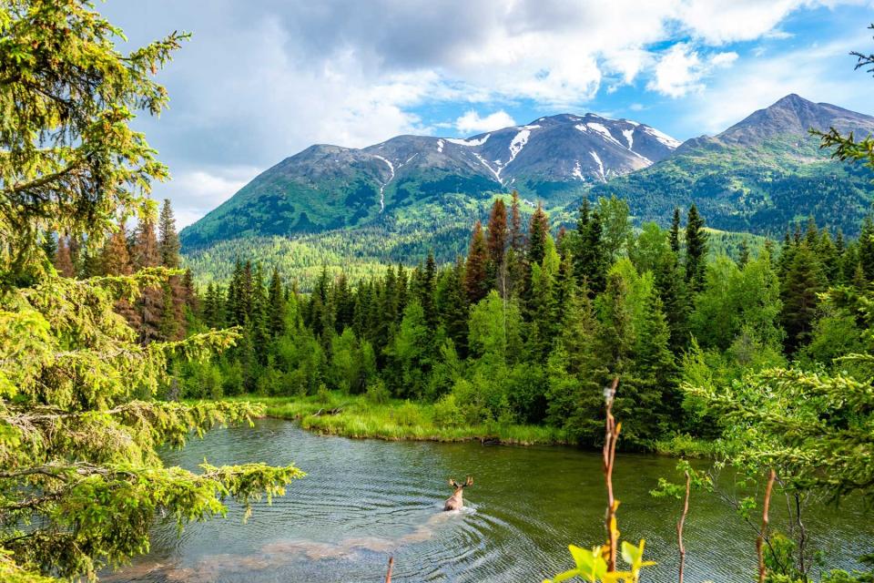 Kenai, Cooper Landing hiking trail view in Alaska. Green trees, river with moose crossing and mountains in a distance.