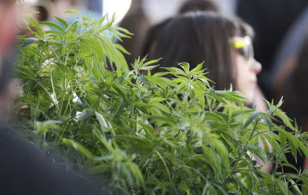 Marijuana enthusiasts walk by a 5 foot plant at the "Weed the People" event to celebrate the legalization of the recreational use of marijuana in Portland, Oregon July 3, 2015. REUTERS/Steve Dipaola