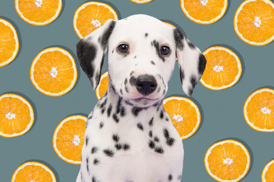 Spotted white and black puppy sits in front of tangerine illustration