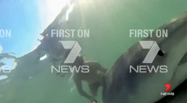 The researcher managed to take a selfie with the 3.6 metre predator. Photo: 7 News