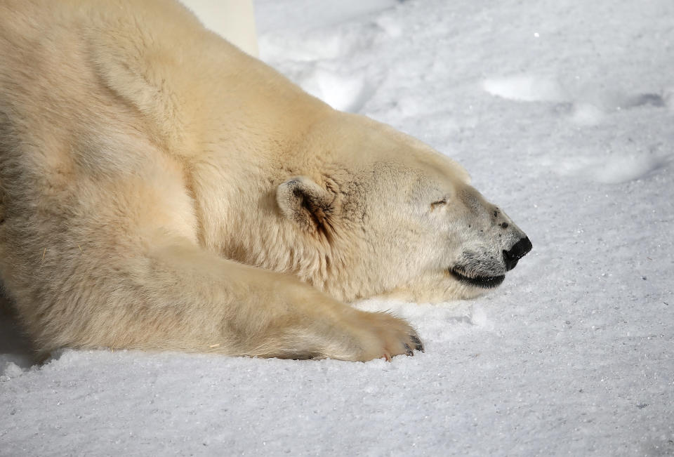 Polar Bears At San Francisco Zoo Get 10 Tons Of Fresh Snow