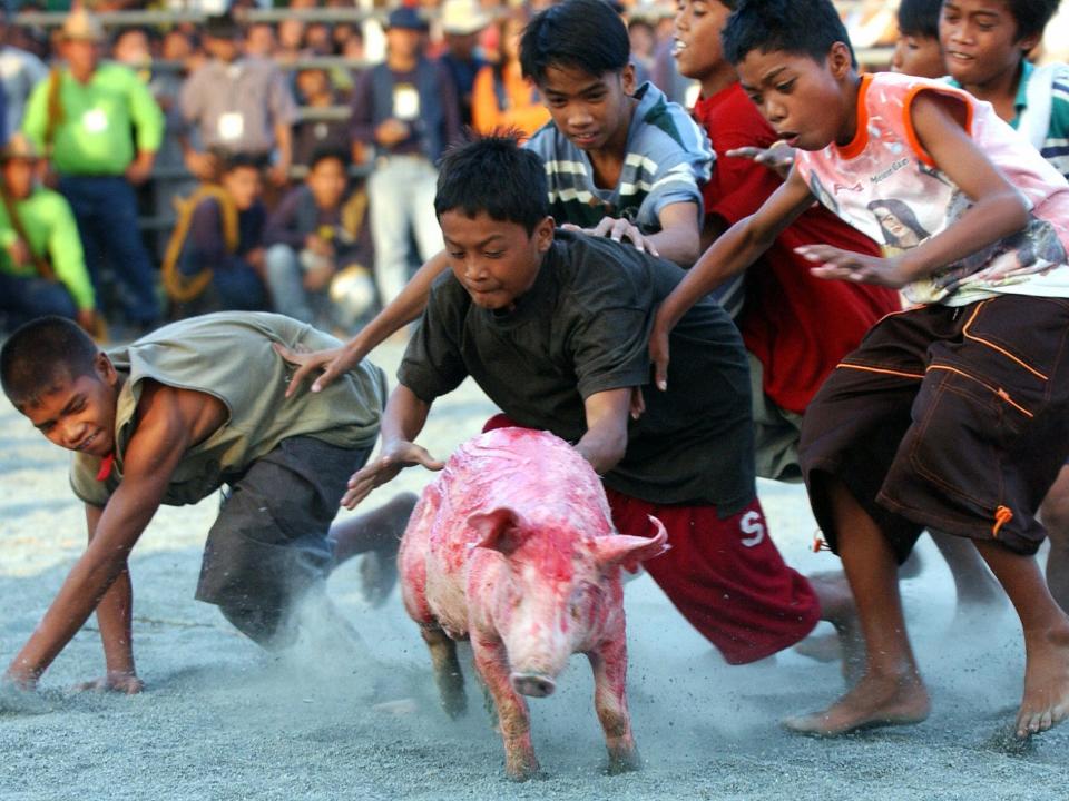 Children chase a pig coated with grease